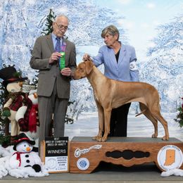 Mozzie - Rhodesian Ridgeback