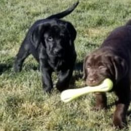 Labrador Retrievers from Naches River Retrievers