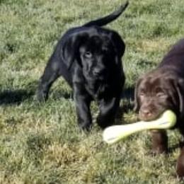 Labrador Retrievers from Naches River Retrievers