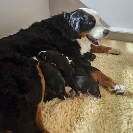Yellow - Black rust and white female Bernese Mountain Dog puppy in Myrtle Point, Oregon from Nugents Bernese Mountain Dogs