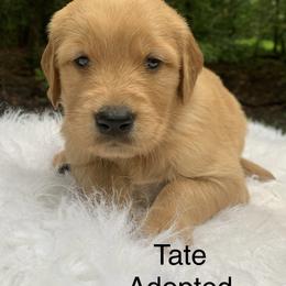 Tate - Dark golden male Golden Retriever puppy in New Ringgold, Pennsylvania from Hawk Mountain Doodles