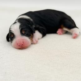 Cleo - Tri-color female Bernedoodle puppy in Bellville, Ohio from Bernedoodle Buddies