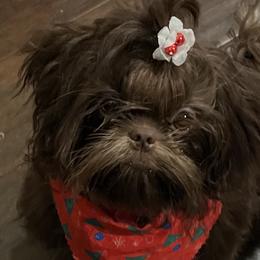 Shih Tzus from All Star Shih Tzu
