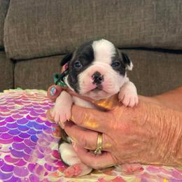 Ivy or green collar - Brindle and white female Boston Terrier puppy in Goshen, Ohio from Washburns bostons