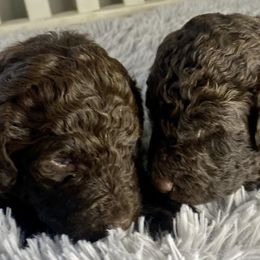 Goldendoodles from Hiltondoodles