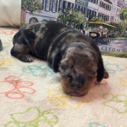 AKC Dapple Male 2 - Dapple male Dachshund puppy in Summerville, South Carolina from Funk's Four-Legged Friends