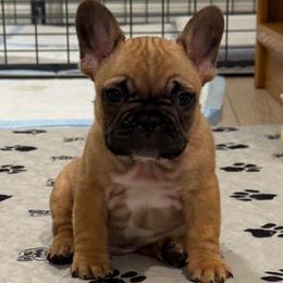 Micah - Fawn and white male French Bulldog puppy in Madison, Wisconsin from MadCity Frenchies