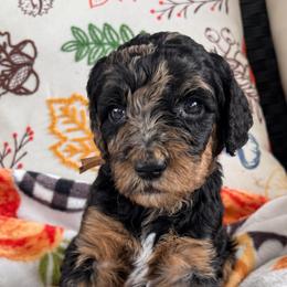 Elena - Merle female Goldendoodle puppy in Petersburg, West Virginia from Wv Diva Doodles
