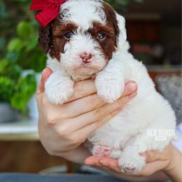 Lux - Brown and white female Bernedoodle puppy in Salado, Texas from Red Ranch Dogs
