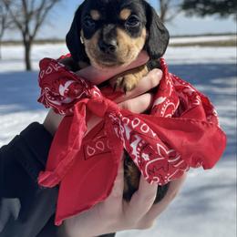 Duke - Black and cream male Dachshund puppy in Ackerly, Texas from Silver Dach Farms