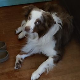 Jax - Miniature Australian Shepherd