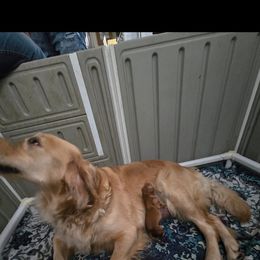 Golden Retriever puppies from Solari Kennels