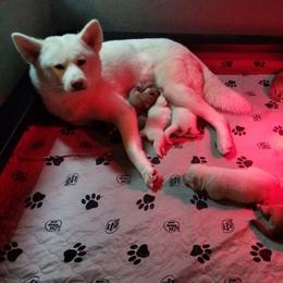 Japanese Akitainu Puppies from Four Seasons Akita (Shikisou)