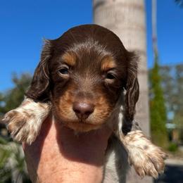 Jake - Piebald male Dachshund puppy in Largo, Florida from DeJohn