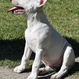 Bull Terriers from Sunny Sky Bull Terriers