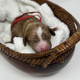 Honey - Red - Red female Australian Labradoodle puppy in Citrus Heights, California from Elite Blend Labradoodles