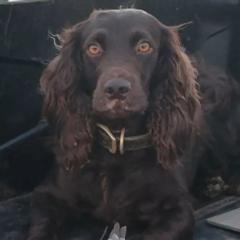 Boykin Spaniels and English Springer Spaniels from Ciblo Creek Spaniels