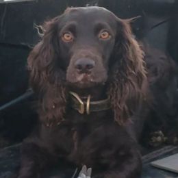 Boykin Spaniels and English Springer Spaniels from Ciblo Creek Spaniels
