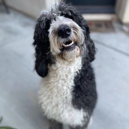 Sammie - Sheepadoodle