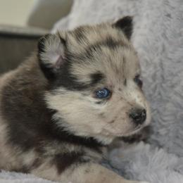 Pomsky Puppies from Pomskies of Vermont