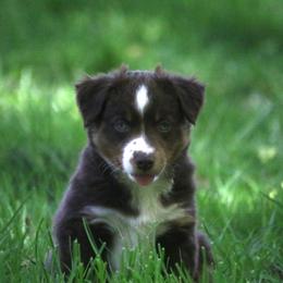 Border Collie, English Setter, and Miniature American Shepherd Puppies from First Harmony Farms