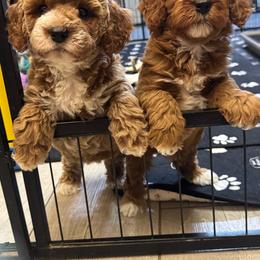 Cavapoo puppies from Cactus Doods