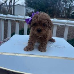 Elly - Red  female Goldendoodle puppy in Mint Hill, North Carolina from DoodleForever