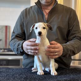 Archie - White and fawn male Whippet puppy in Sugar Valley, Georgia from Pinnacle Farm and Kennel