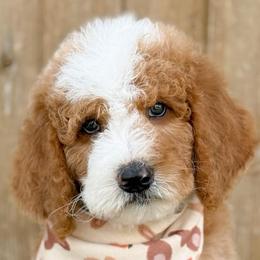 Robin - Boy 4 - Red male Bernedoodle puppy in Bellville, Ohio from Bernedoodle Buddies
