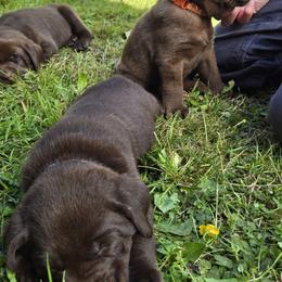 Labrador Retriever Puppies from Tahoma Sunrise
