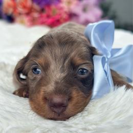 Knox - Dapple male Dachshund puppy in Lakeland, Florida from Elite Doxies Florida