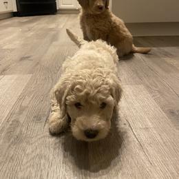 Goldendoodle Puppies from Jake Keck