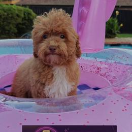 Brittany 8 1 7 - 9 1 7 - 0 5 6 4 - Red female Cavapoo puppy in Dallas, Texas from Halo's Heroes Doodles