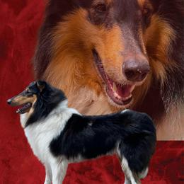 Dottie - Collie