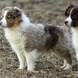 Shela - Red merle female Toy Australian Shepherd puppy in Franklinville, North Carolina from Fine Hill Miniature Americans