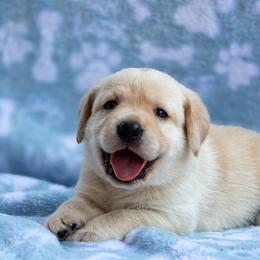 Doberman Pinscher and Labrador Retriever Puppies from Elevage Labrador Retrievers & Dalla Grazia Doberman