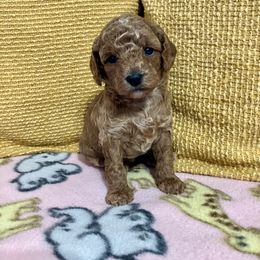 Cavapoo Puppies from Jorden’s Cavapoo’s