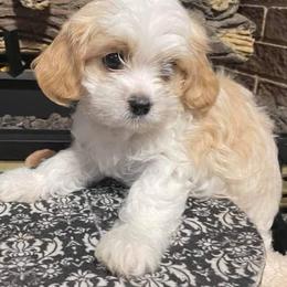 Cavalier King Charles Spaniel puppies from Rohus Puppies