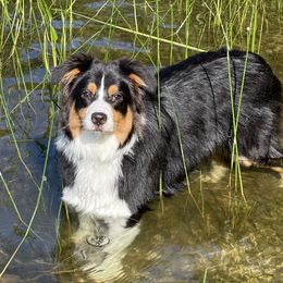 Bobby - Australian Shepherd