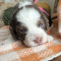 Mocha (hot pink) - Brown white and tan female Cockapoo puppy in West Haven, Utah from Harper Haven Cavapoos & Doodles