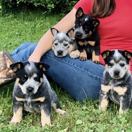 American Corgis, Australian Cattle Dogs, and Pembroke Welsh Corgis from Tompkins Farm