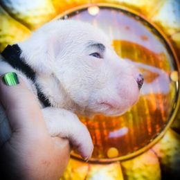 Coeus- Boy 3, eyebrow spots - White male Dogo Argentino puppy in San Diego, California from Debonair Dogos