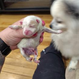 Zeus - White male Pomeranian puppy in Illinois from Maribel Poms