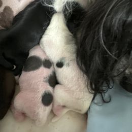 Girl 1 - Chinese Crested puppy in Natick, Massachusetts from Mindy Dobrow's Chinese Crested Puppies and standard poodles
