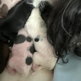 Girl 1 - Chinese Crested puppy in Natick, Massachusetts from Mindy Dobrow's Chinese Crested Puppies and standard poodles