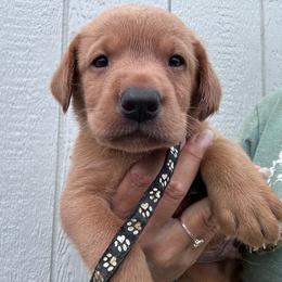 Black - Yellow male Labrador Retriever puppy in Newton Grove, North Carolina from Wayalife Labradors & Gsp’s