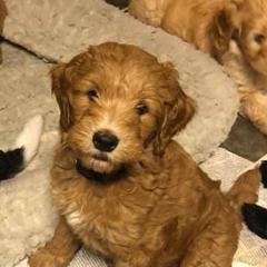 Whoodles from East Tennessee Whoodles