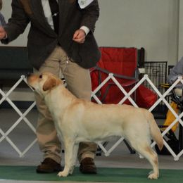 Labrador Retrievers from Hearthside Labradors