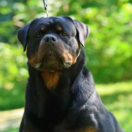 Rottweiler puppies from Krafthaus Rottweilers