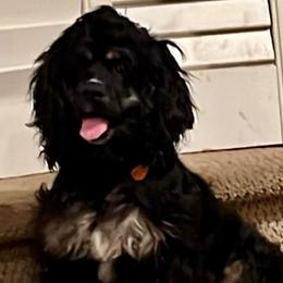 Bobbi Jo - Cocker Spaniel